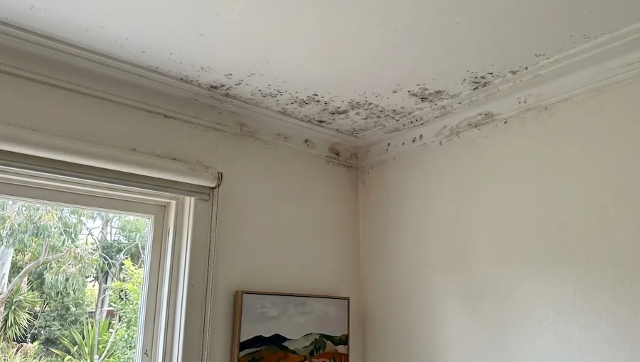 Black ceiling mould forming in corner of Perth home ceiling due to moisture and poor ventilation